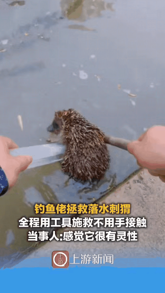 江苏一名男子在池塘钓鱼时，发现一只落水挣扎的刺猬。第一次用木棍施救时，刺猬上岸后
