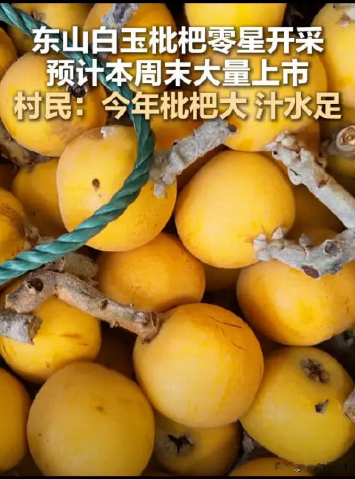 每年端午前后，苏州枇杷陆续上市。今年好像提前了，有报道称近日东山的白玉枇杷即将集