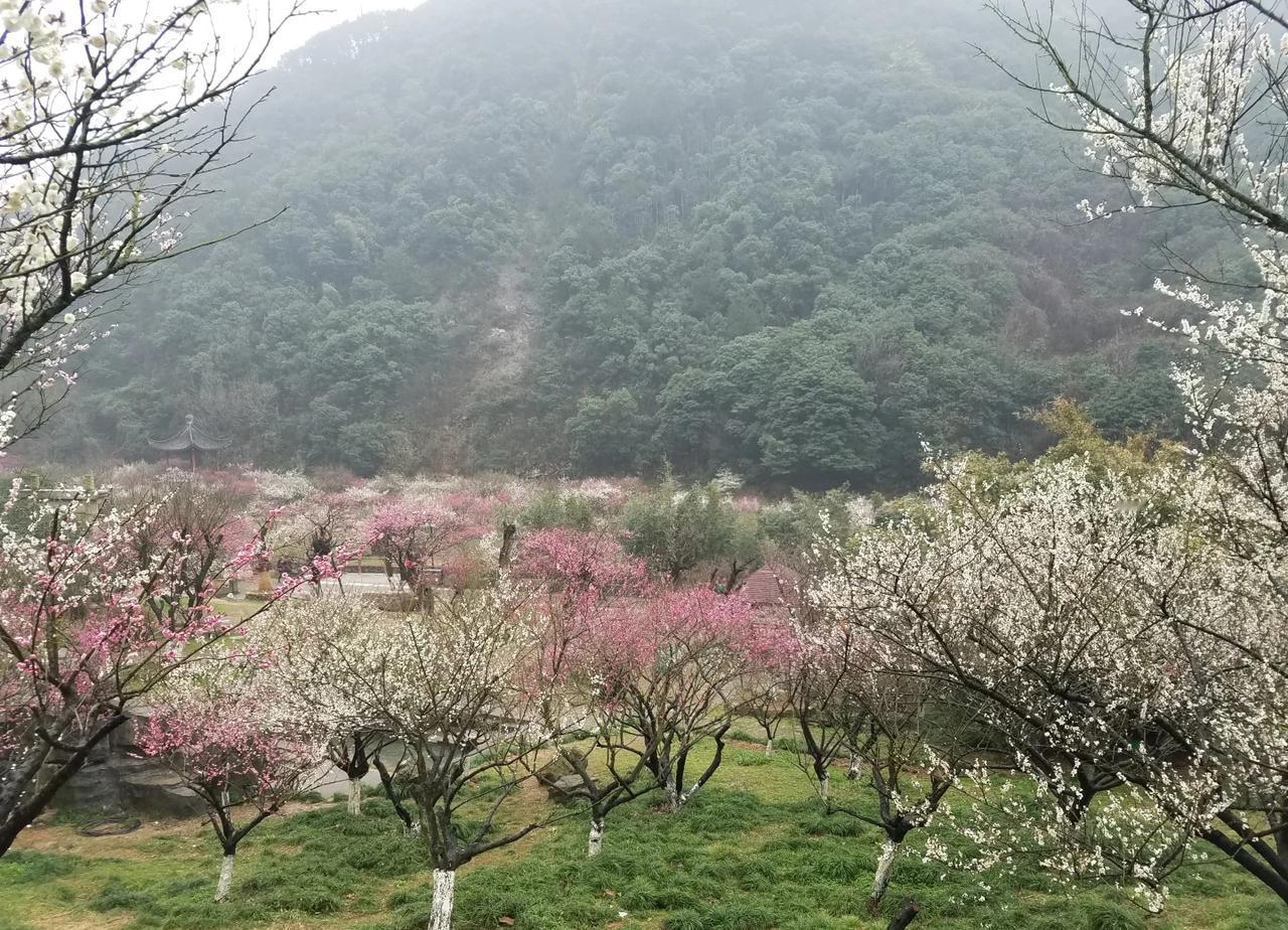 北仑九峰山的烟雨梅花如梦如幻。
九峰山的六十亩梅花蔚为壮观，
烟雨蒙蒙的天气更是