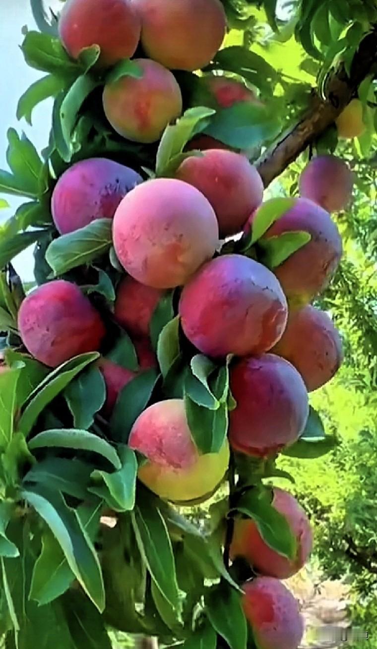 在你们老家，馒头的方言怎么说馒头