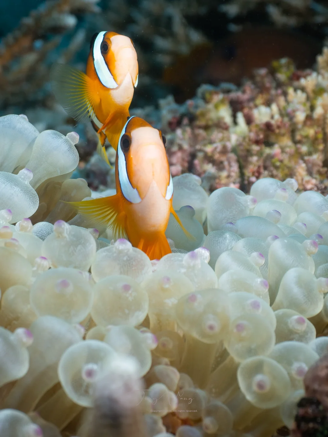 每天都在仙本那的海底被小丑鱼追着咬🤡