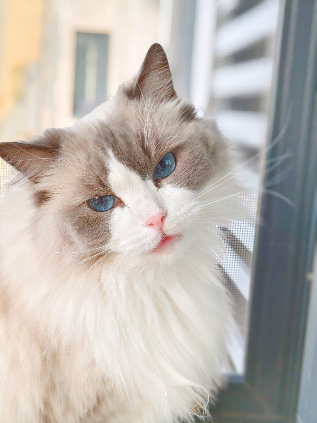 好久没晒猫了 ​​​