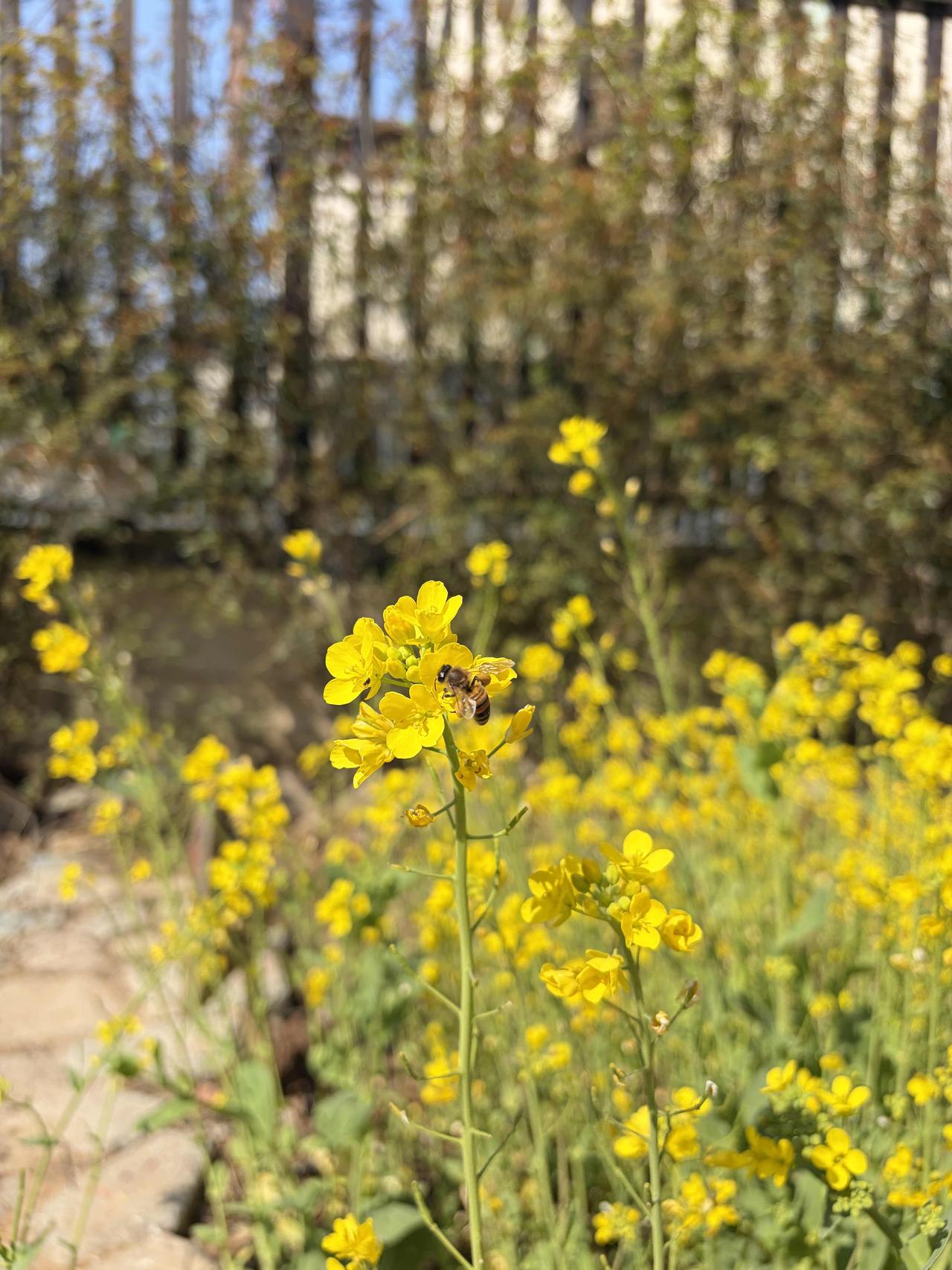 这个春天最大的愿望，
不是奔赴远方，不是拥有更多，
只盼家人闲坐，灯火可亲，
便