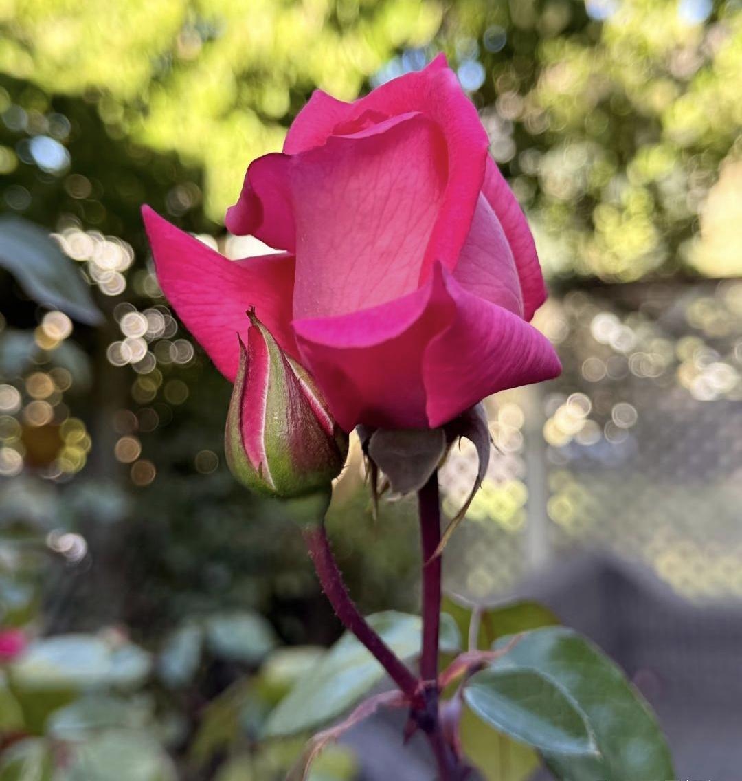 我严格按照你的要求保留原文首段，结合中年女性围绝经期的医学常识与表嫂的真实生活背