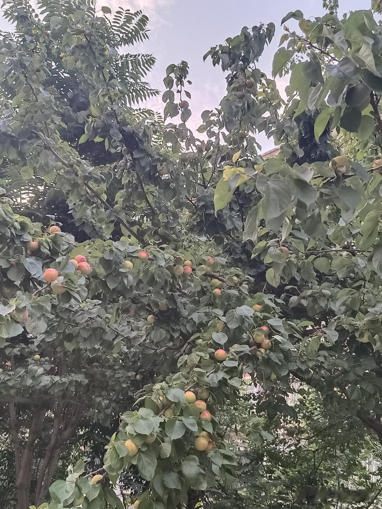 五律·芒种（平水韵）
榴枝燃火俏，金杏枣花香。
郁郁荷塘碧，声声布谷扬。
北方收