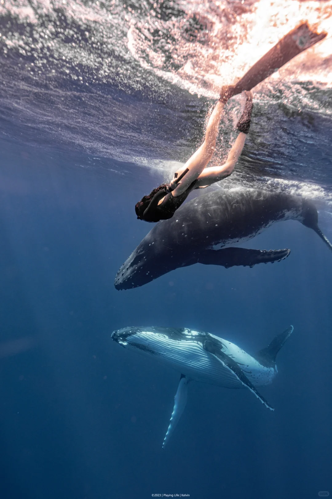 汤加疯鲸🐋发不完 根本发不完