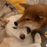 禄生热聊娱乐