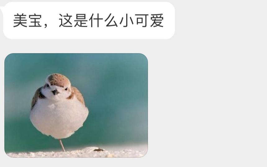 圆滚滚的雪鸻héng宝宝是一根棉花糖！ ​​​