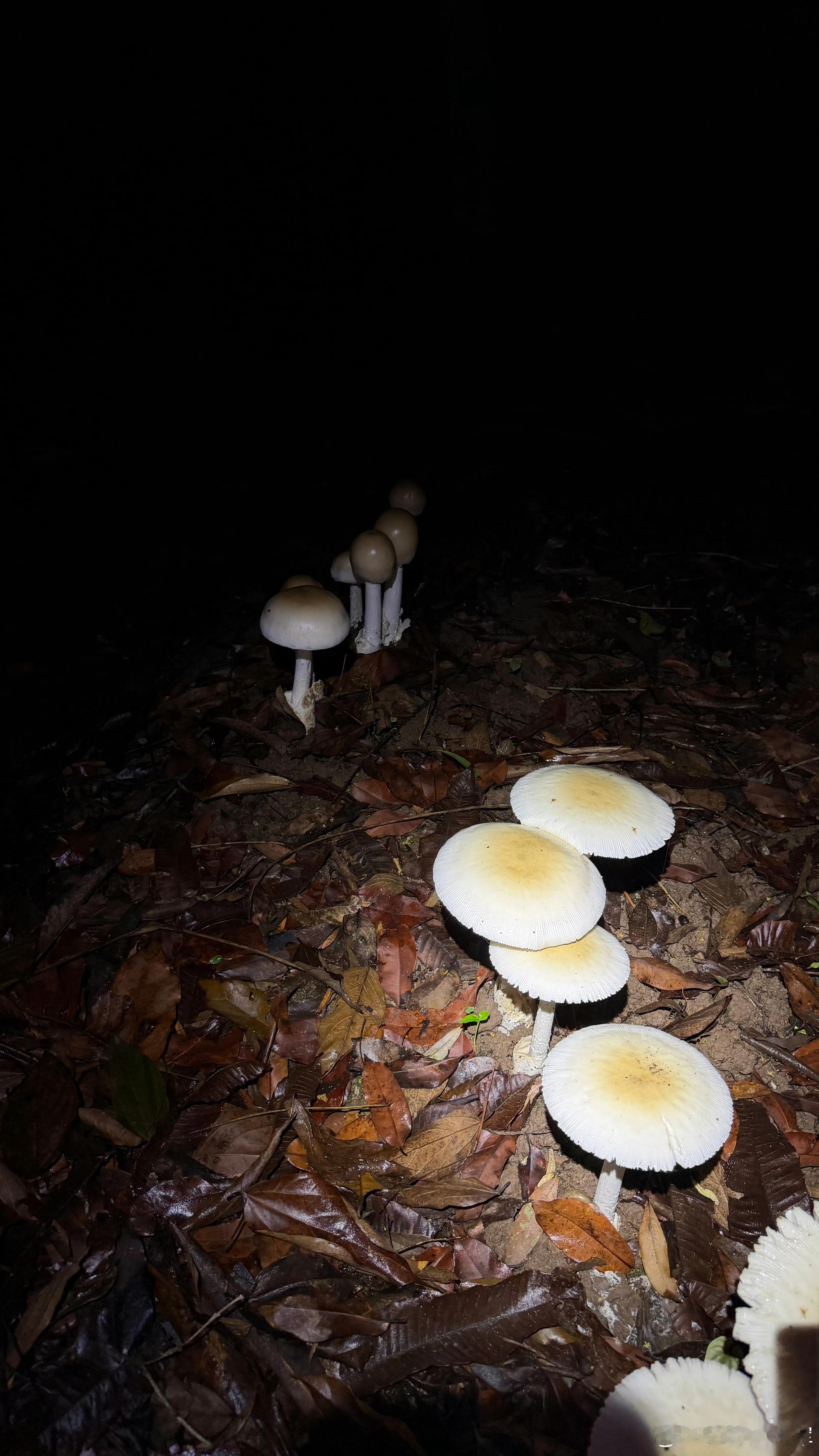 近期，豆包误判蘑菇导致用户中毒，是该用户盲目相信豆包，当前，AI仍处于迭代阶段，
