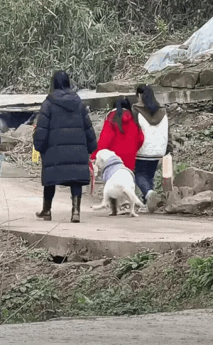 狗粮没白吃，不能往外拿东西，只能往家里抢东西！[捂脸] ​​​