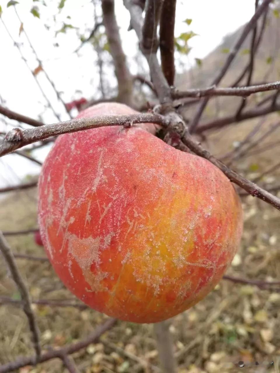 风雪天寒，岁暮余欢。人间芬芳，阳光温暖。亲人关爱，好友陪伴。珍惜缘分，风雨不散。