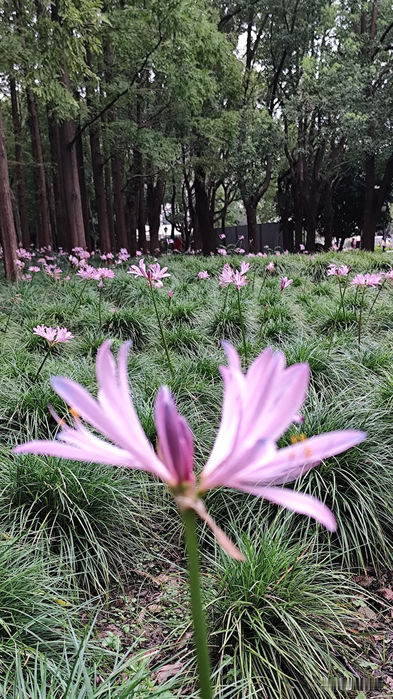 分享你随手拍的风景鲜花朵朵遍地开