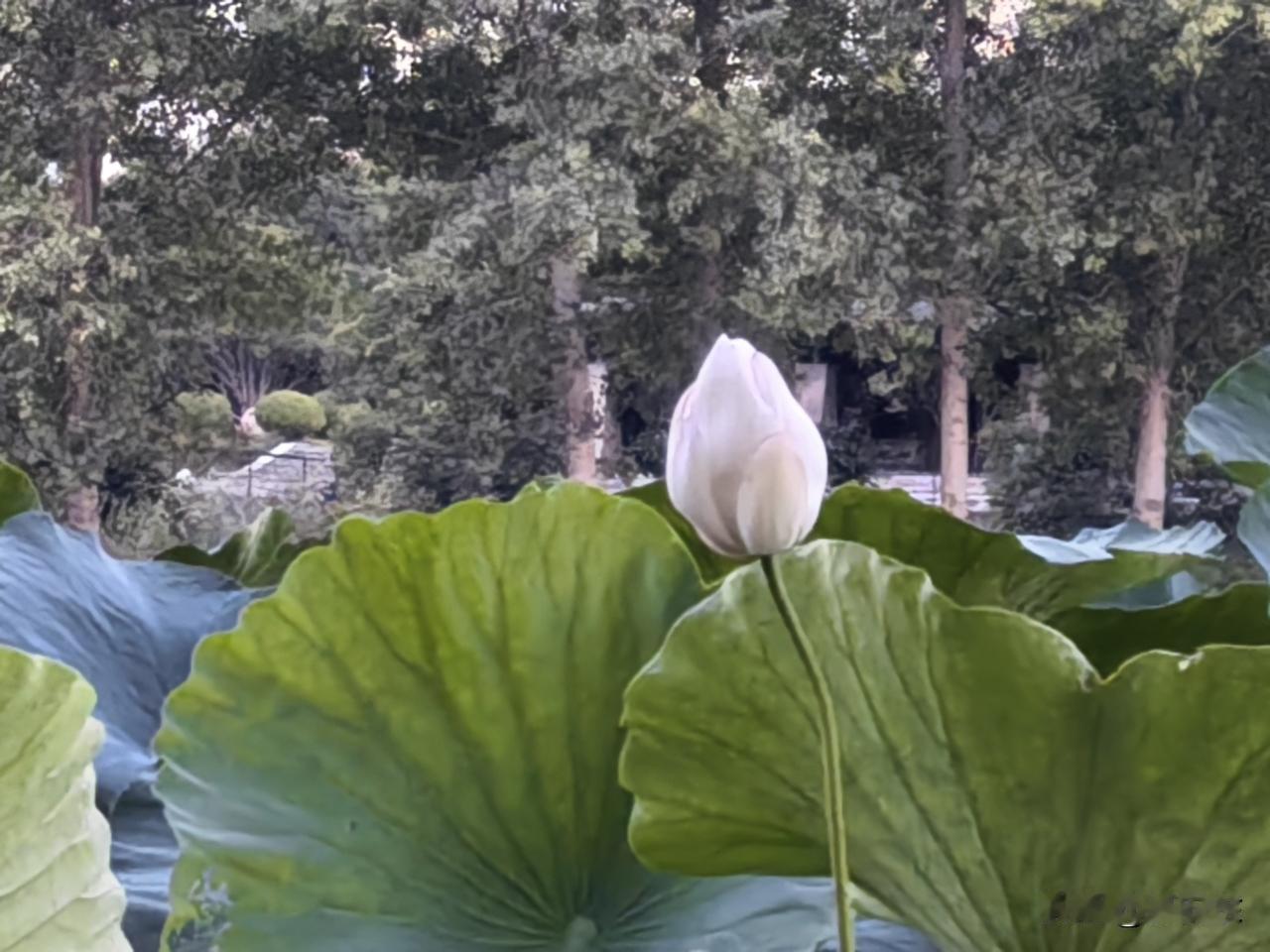 ，什么花都行
澧河边的莲花

这一大片莲花，不知道是从对岸莲塘刮来的种子在这里扎