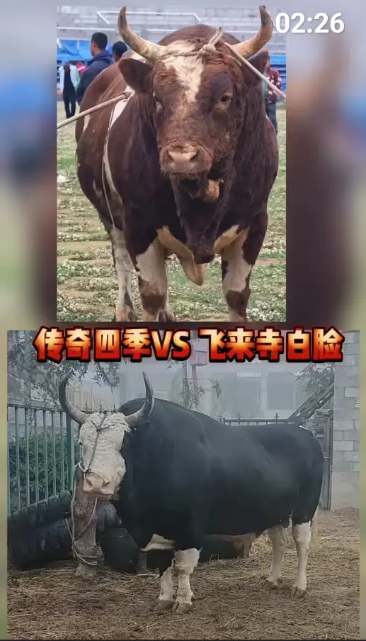 斗牛界重大新闻！！！