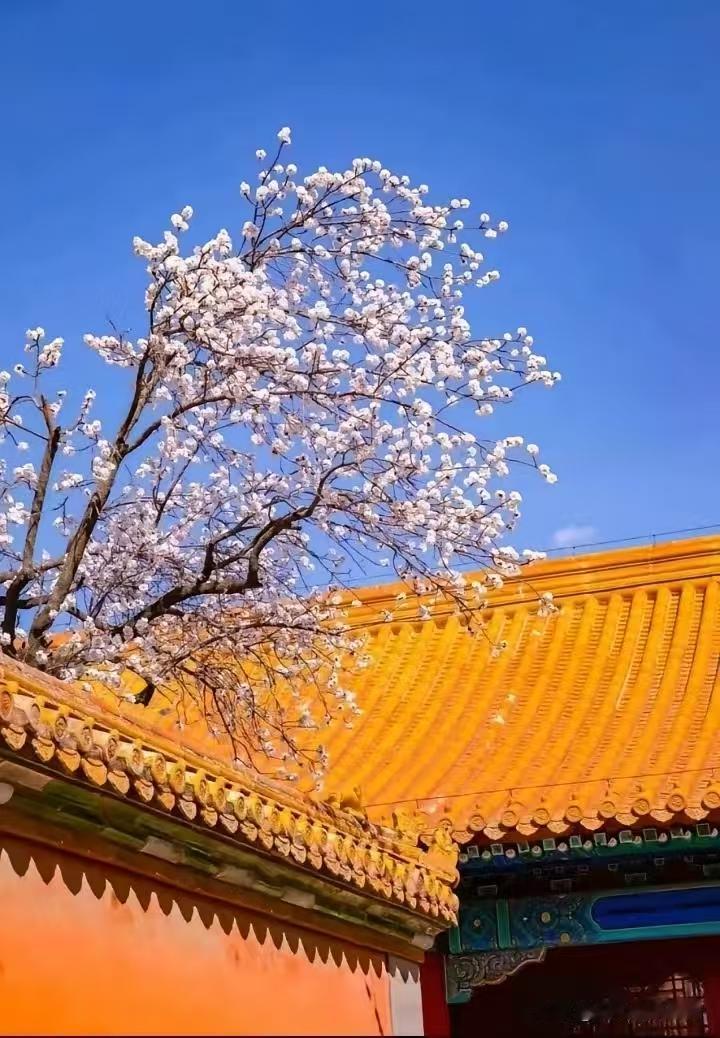 天净沙·红杏情思
红杏出墙无心，
春色邻家情深。
高墙深院锁困。
若无栏禁，
芬