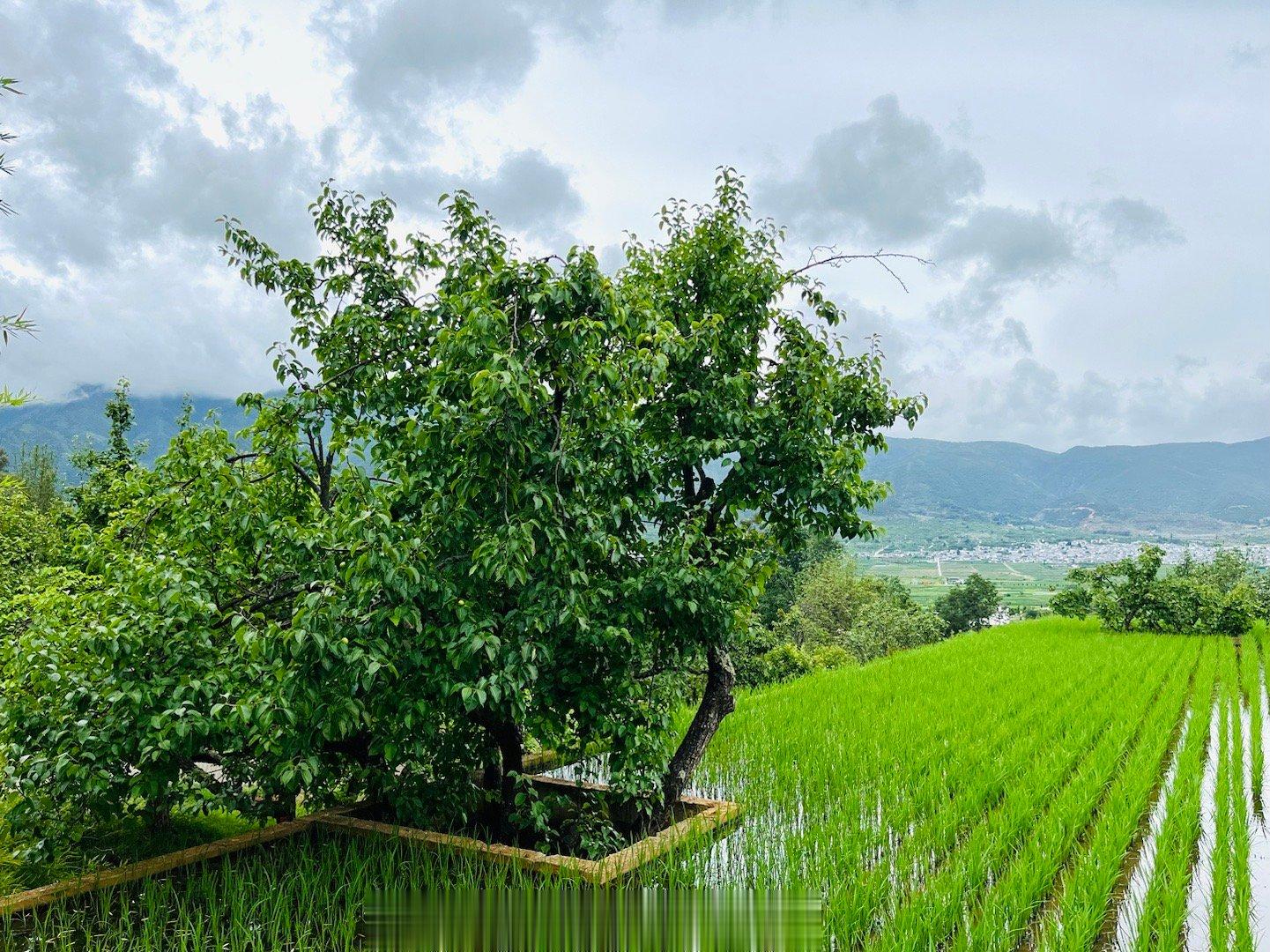 【大理洱源凤羽山青水秀的乡村景色#记录旅行##一起玩地球# 】凤羽坝子是一块山青