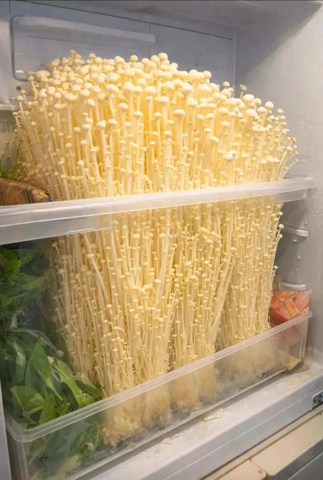 打开冰箱吓了一跳，突然就已经变得这么大了 😭 