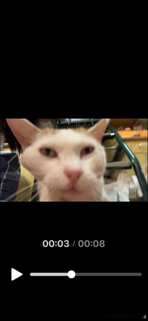 50149【丑猫】禁止侧睡！ 