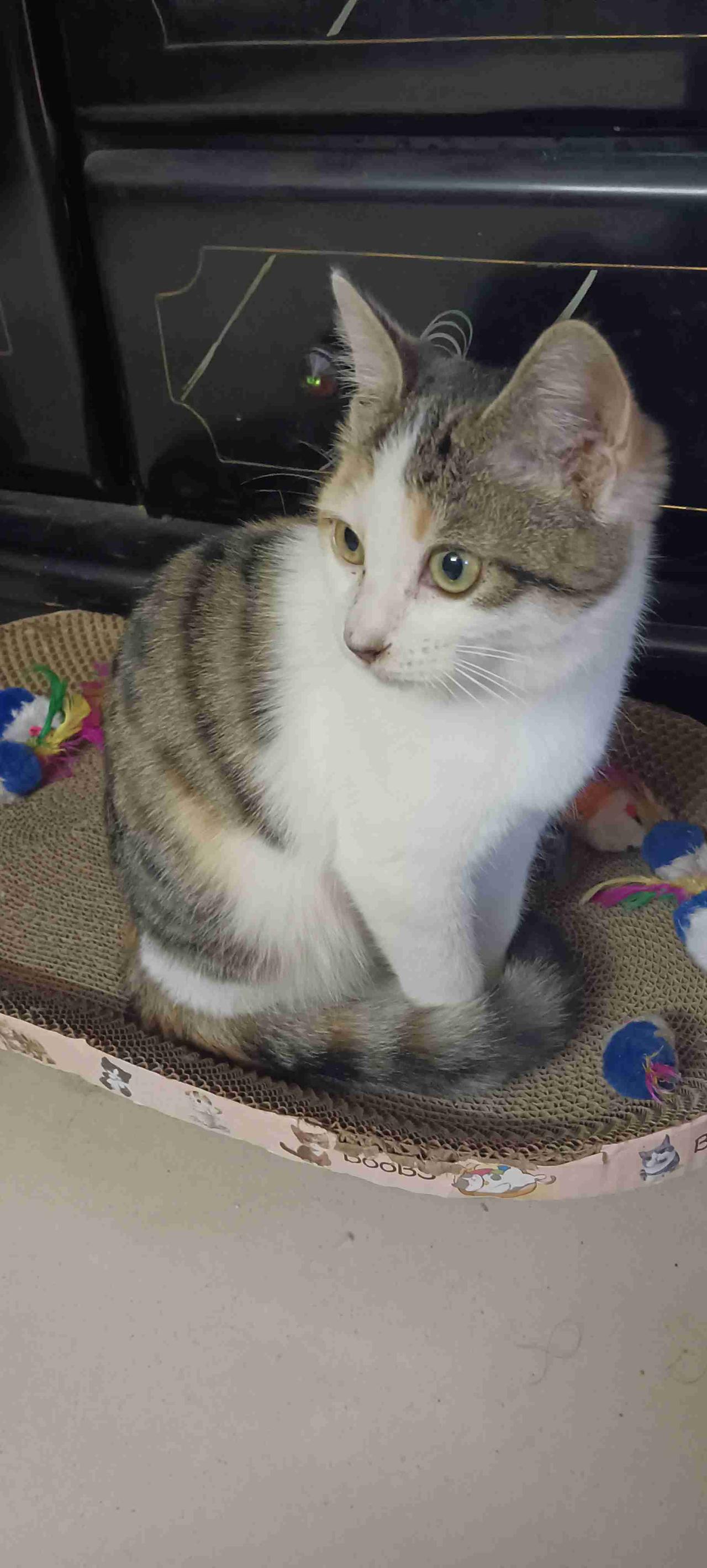 2025.12.03
——深耕，午复盘


今天上午行情集体调整
上证指数跌0.