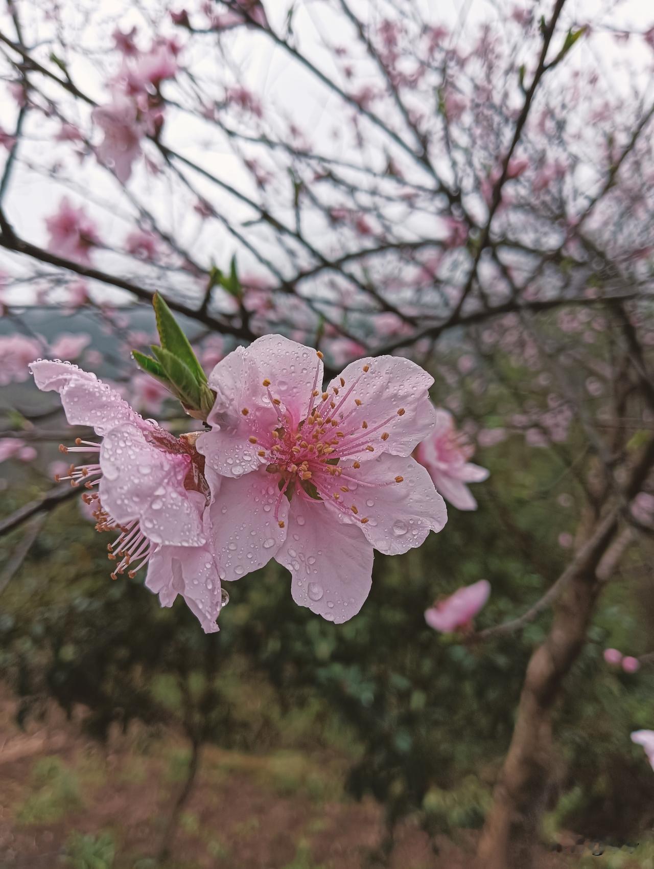 人到中年才懂，生活最好的状态，
不是大富大贵，不是热闹非凡，
而是不攀比、不内耗