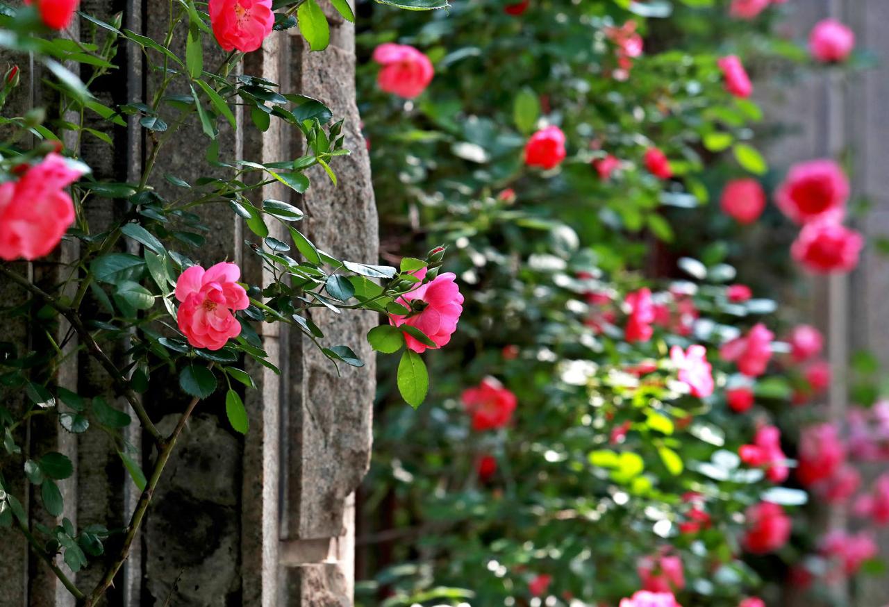 恰似花开花落……
