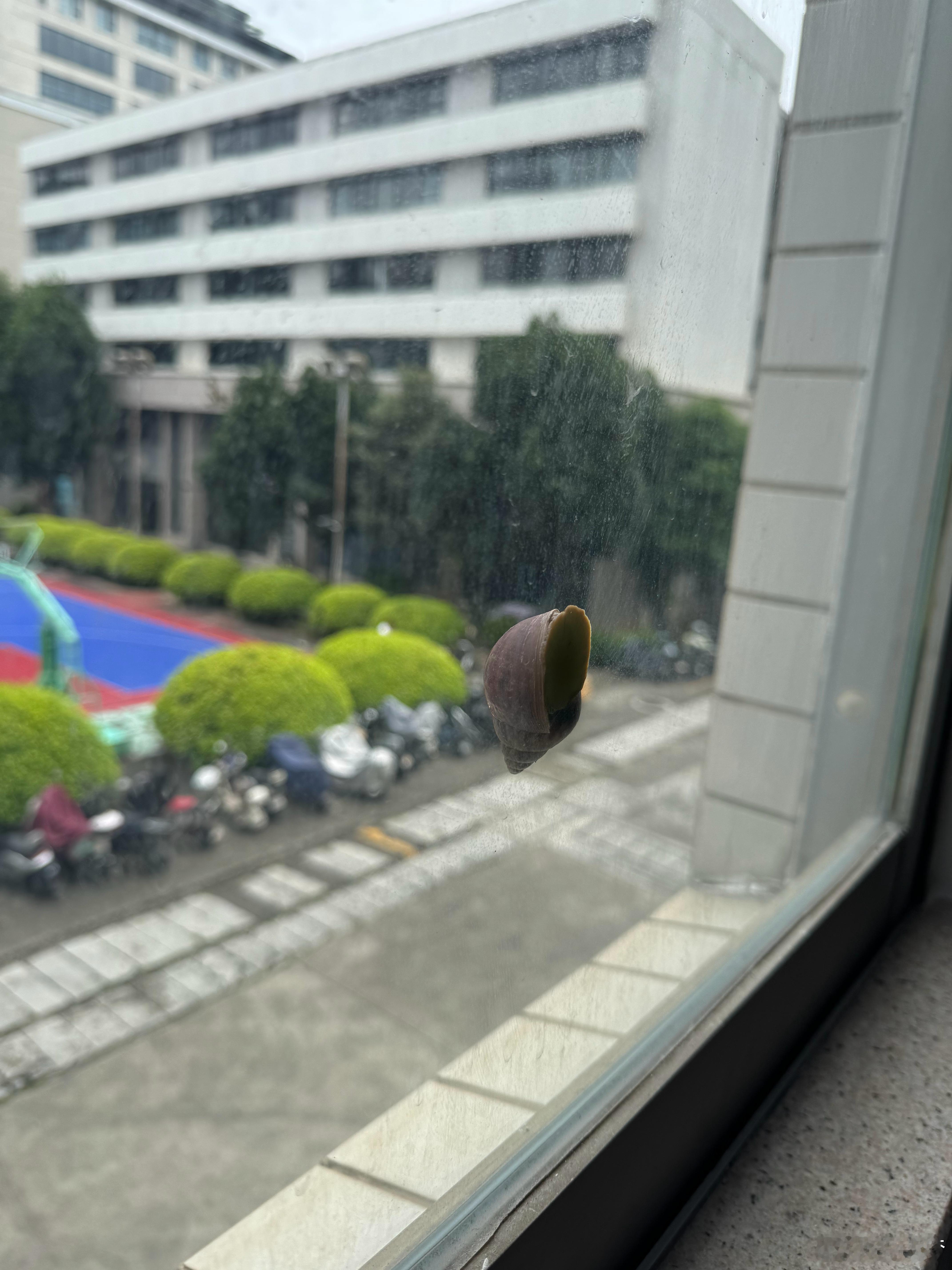 这雨下的……蜗牛都爬窗上来了 