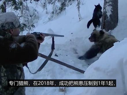 日本网友将熊灾甩锅给中国 小日子核废水喝多了影响脑子了！集体变异中的脚盆鸡，日本