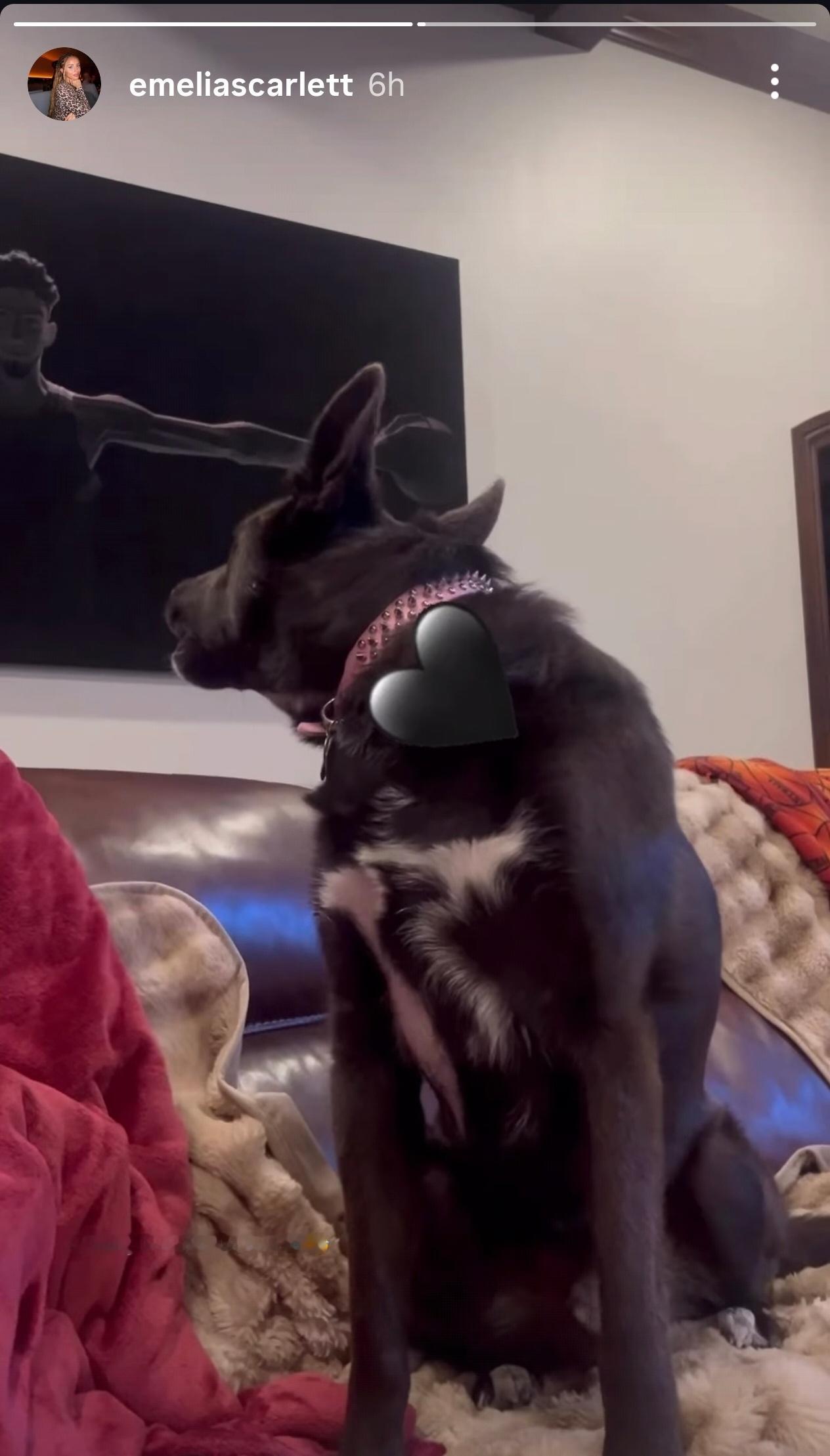 斯嘉丽晒照在切特家和狗狗玩雷霆连续三个赛季西部第一保罗发表情包嘲讽快船雷霆