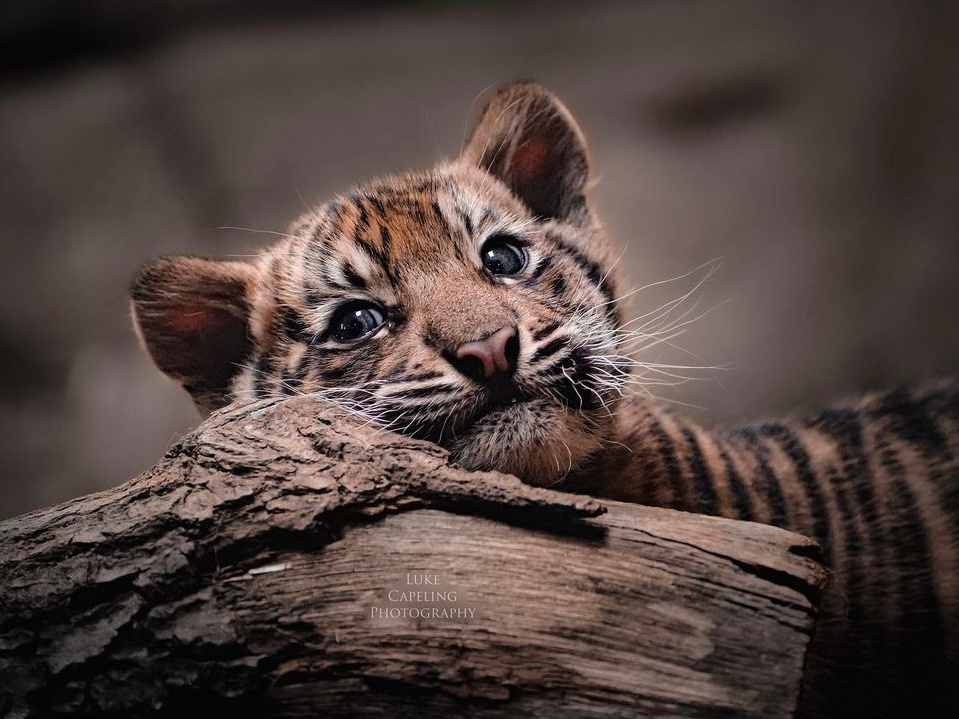 🐯💭 ​​​