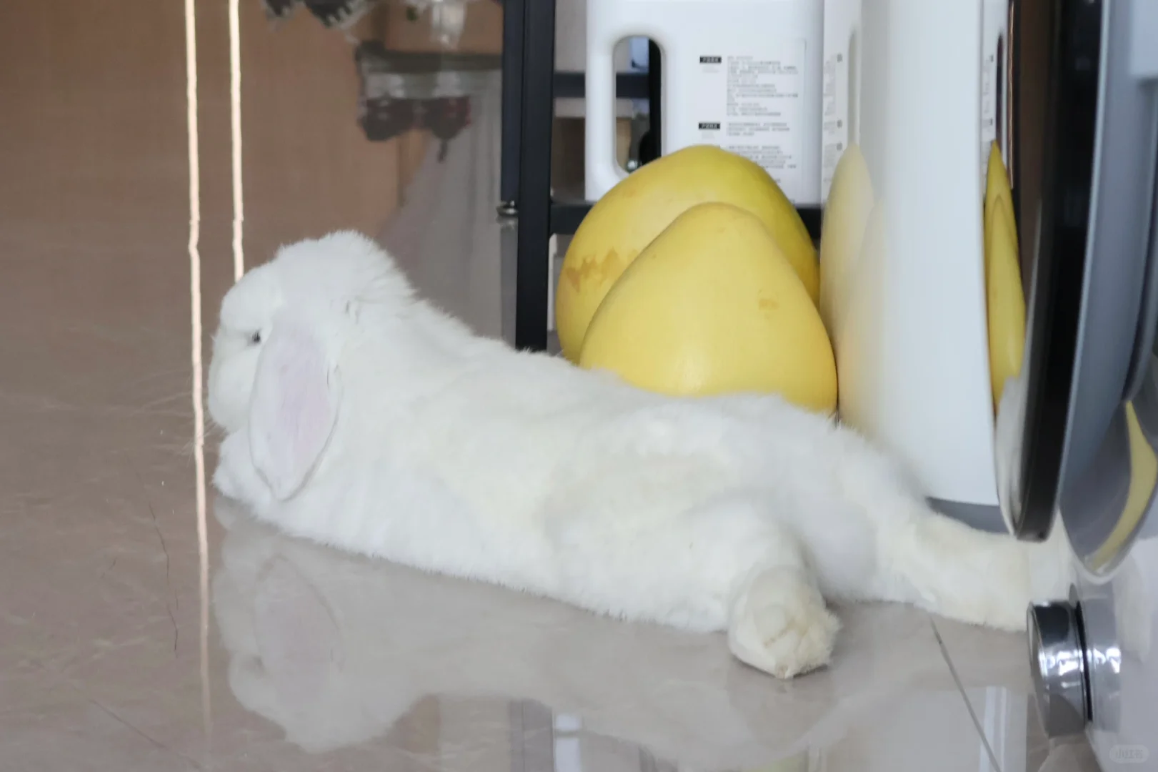 柚子守护者·🐰