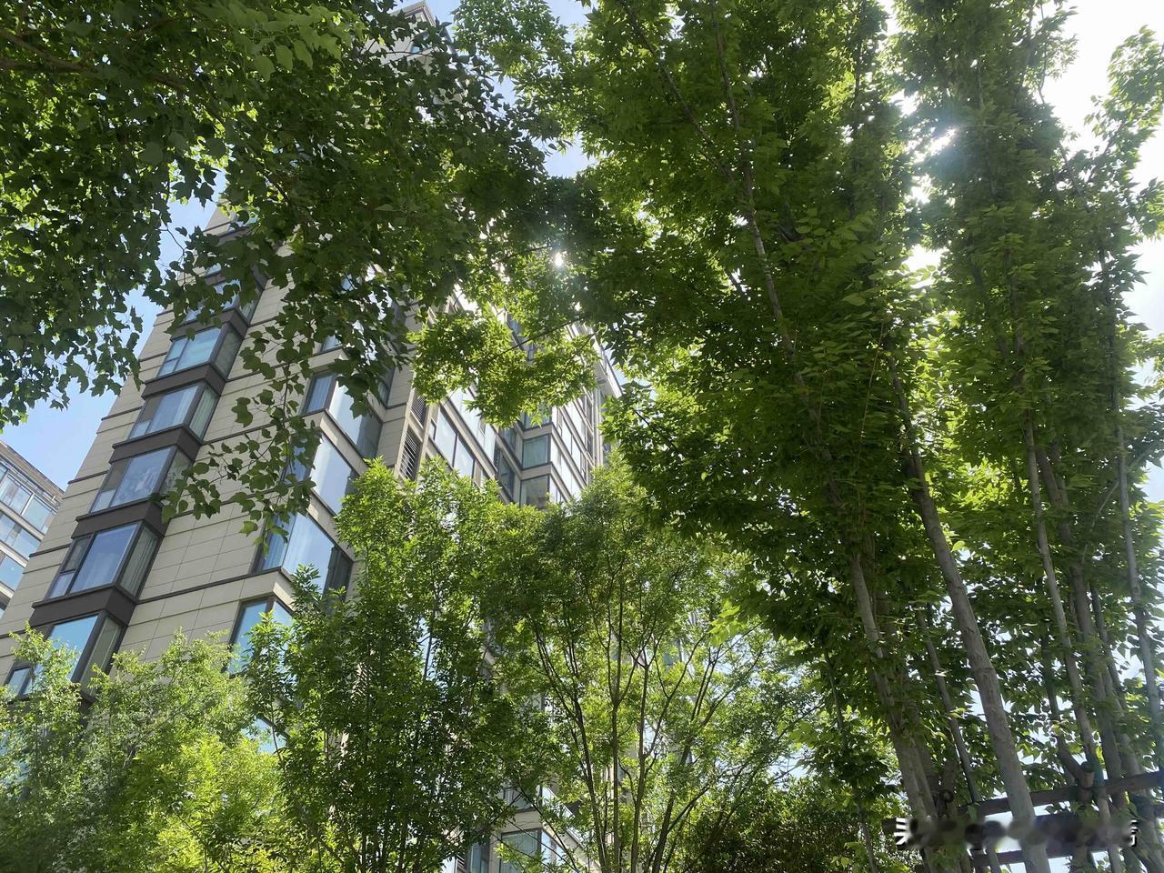 真心话茶局阳光洒进城市，绿意盎然生机勃勃。