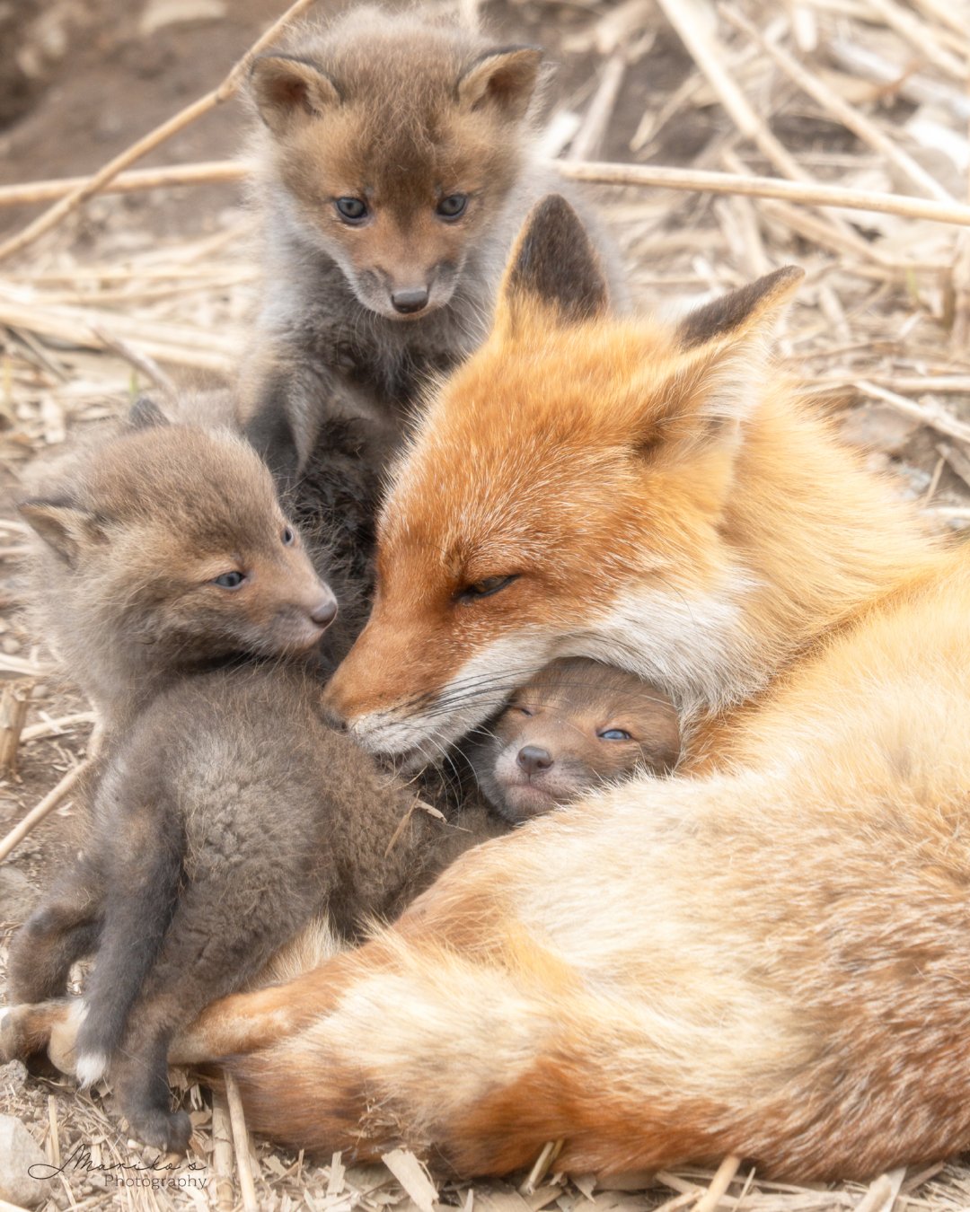 狐狸妈妈用下巴好好守护小狐狸宝在怀抱里撒娇©️maru_photos 