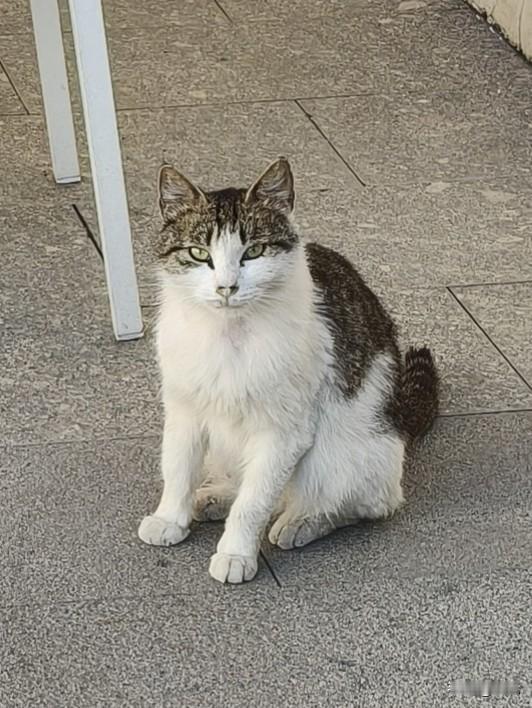 ＃4只猫＃
在大水裕村的民宿住了两日，我发现院子里共有四只猫活动，它们是一家子。