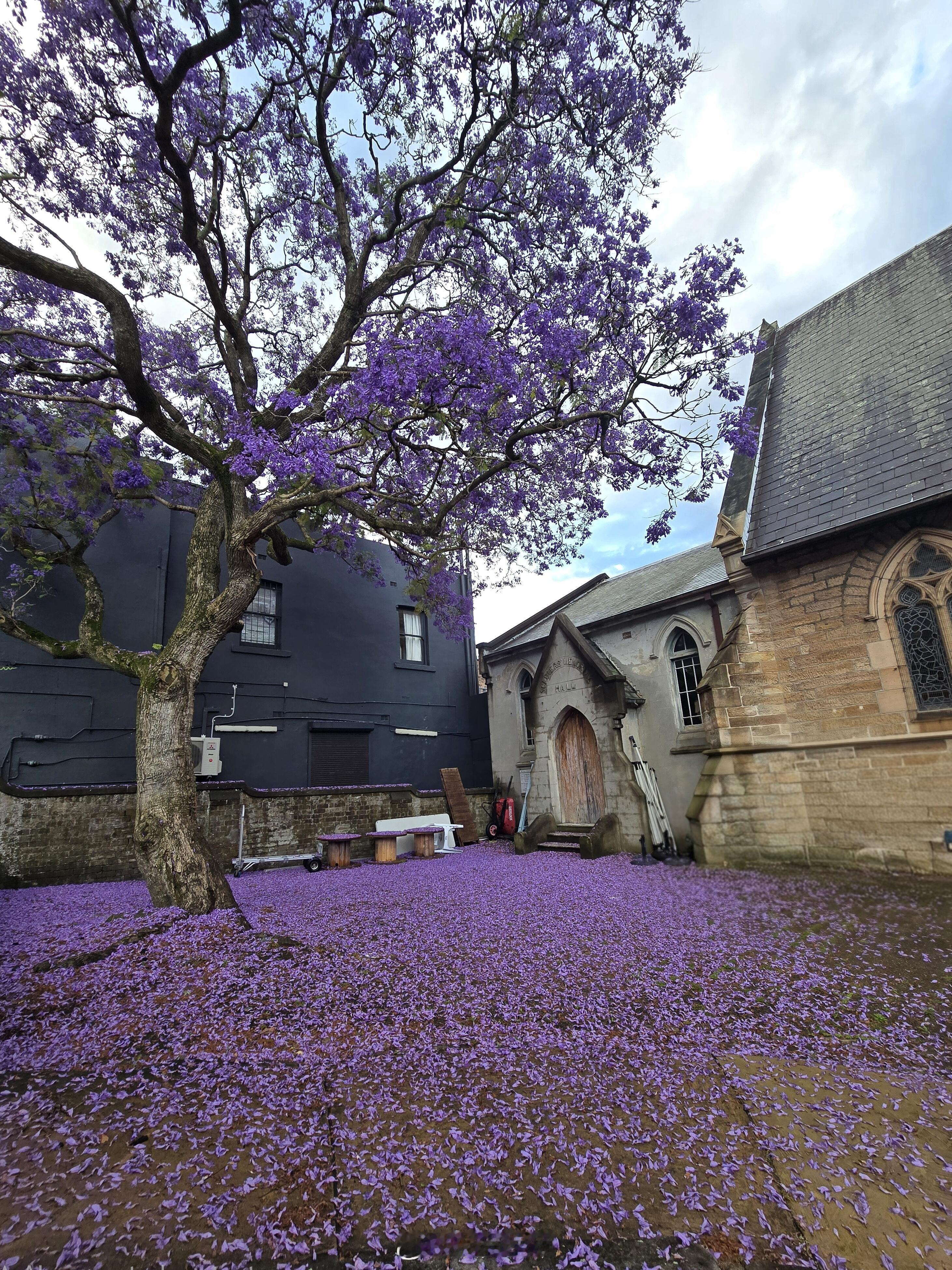 生活手记 被蓝紫花海淹没，教场中路绵延2公里的“紫色隧道”进入盛花期。乘一艘游船