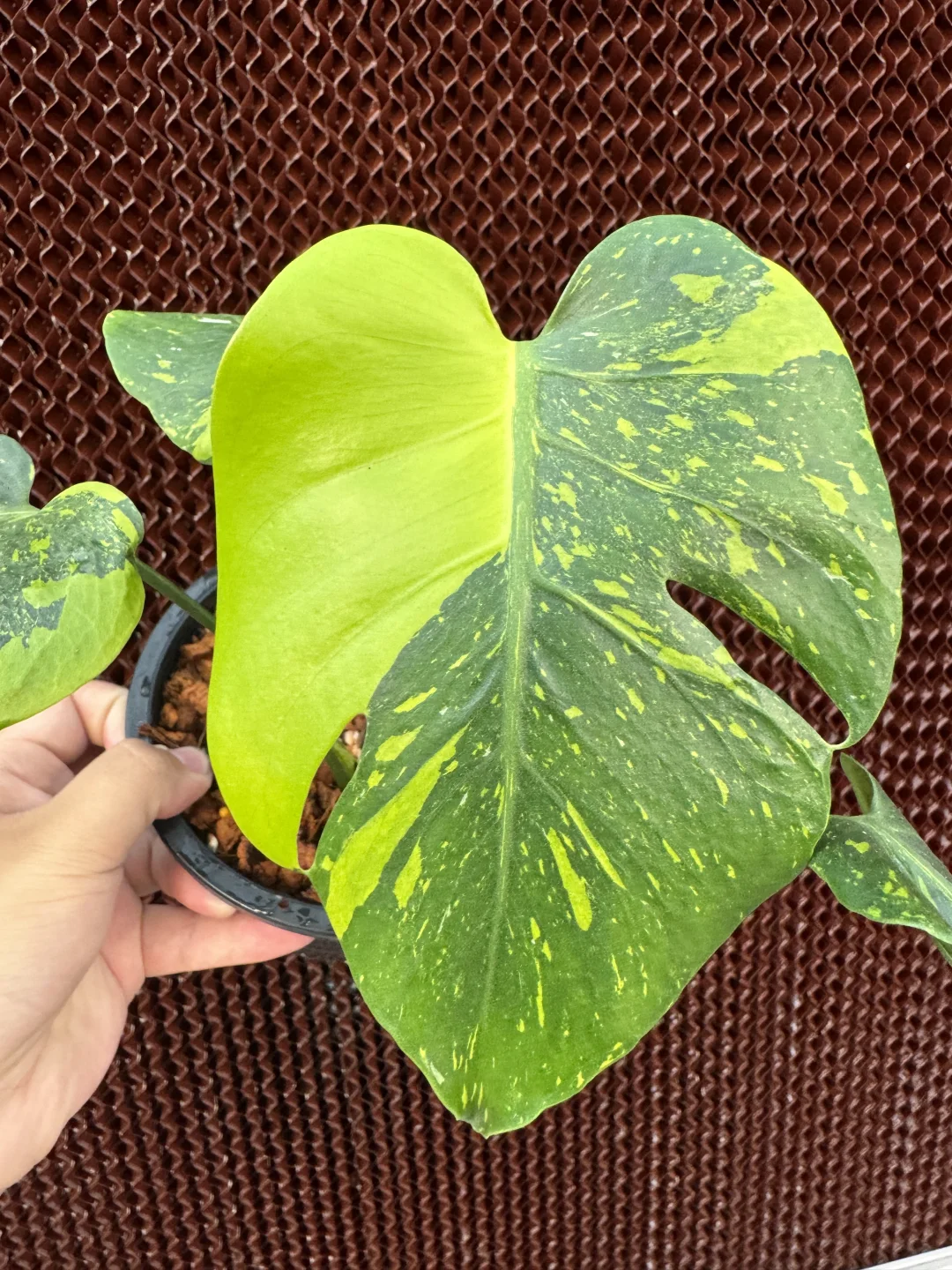 鸡蛋花锦电灯龟背竹，圆圆的叶子，乖乖的锦