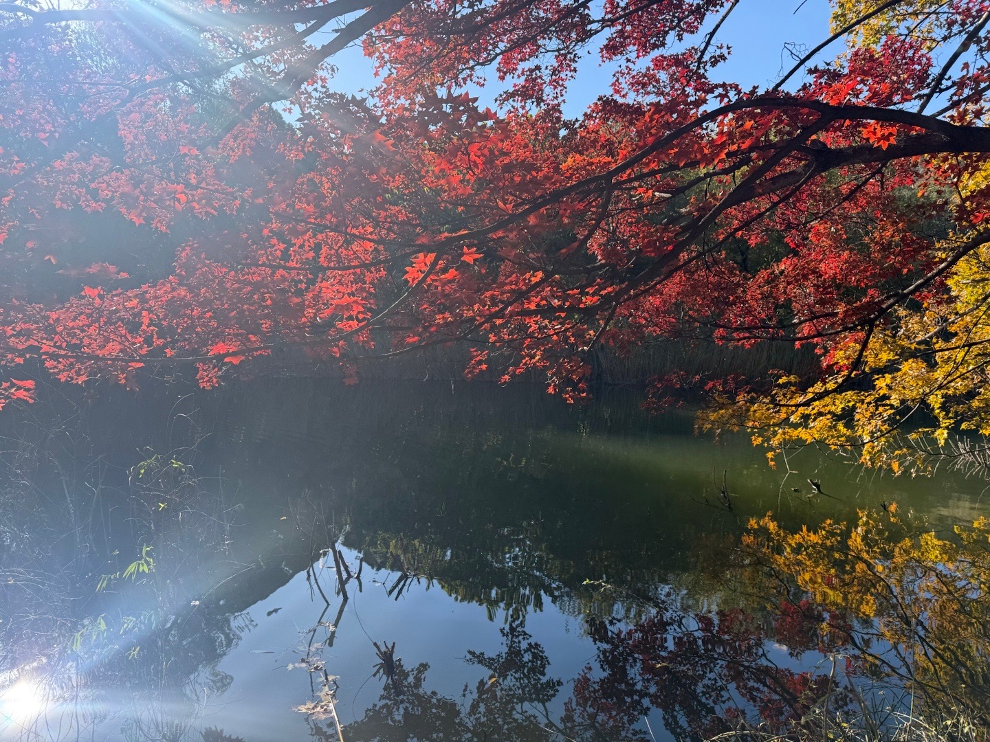 来植物园吧，比香山人少好看北京香山疯狂加载红叶模式  ​​​