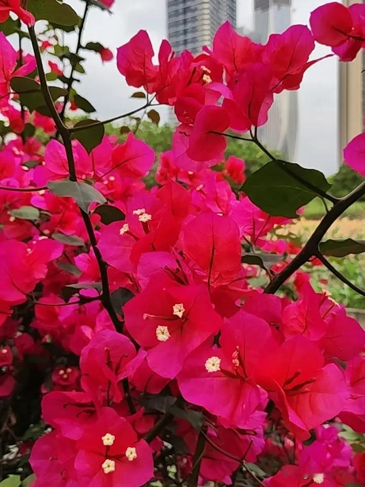 《红梅恋语》

绛绡叠影绕回廊，并蒂枝头映艳阳。

似把芳心裁作瓣，将情一字绣红