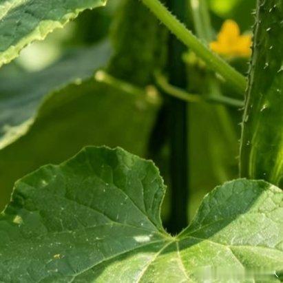 微公益种植种植黄瓜丝瓜等瓜类蔬菜，怎样才能结瓜多？瓜类蔬菜是春天必种的蔬菜之一，
