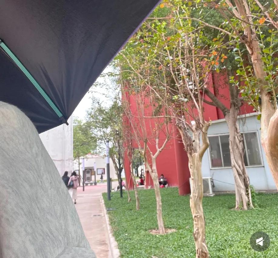 下课拐过红墙，又看见那群阿姨——蹲在树底下扒拉保温桶里的饭，菜是蔫蔫的绿，就着风