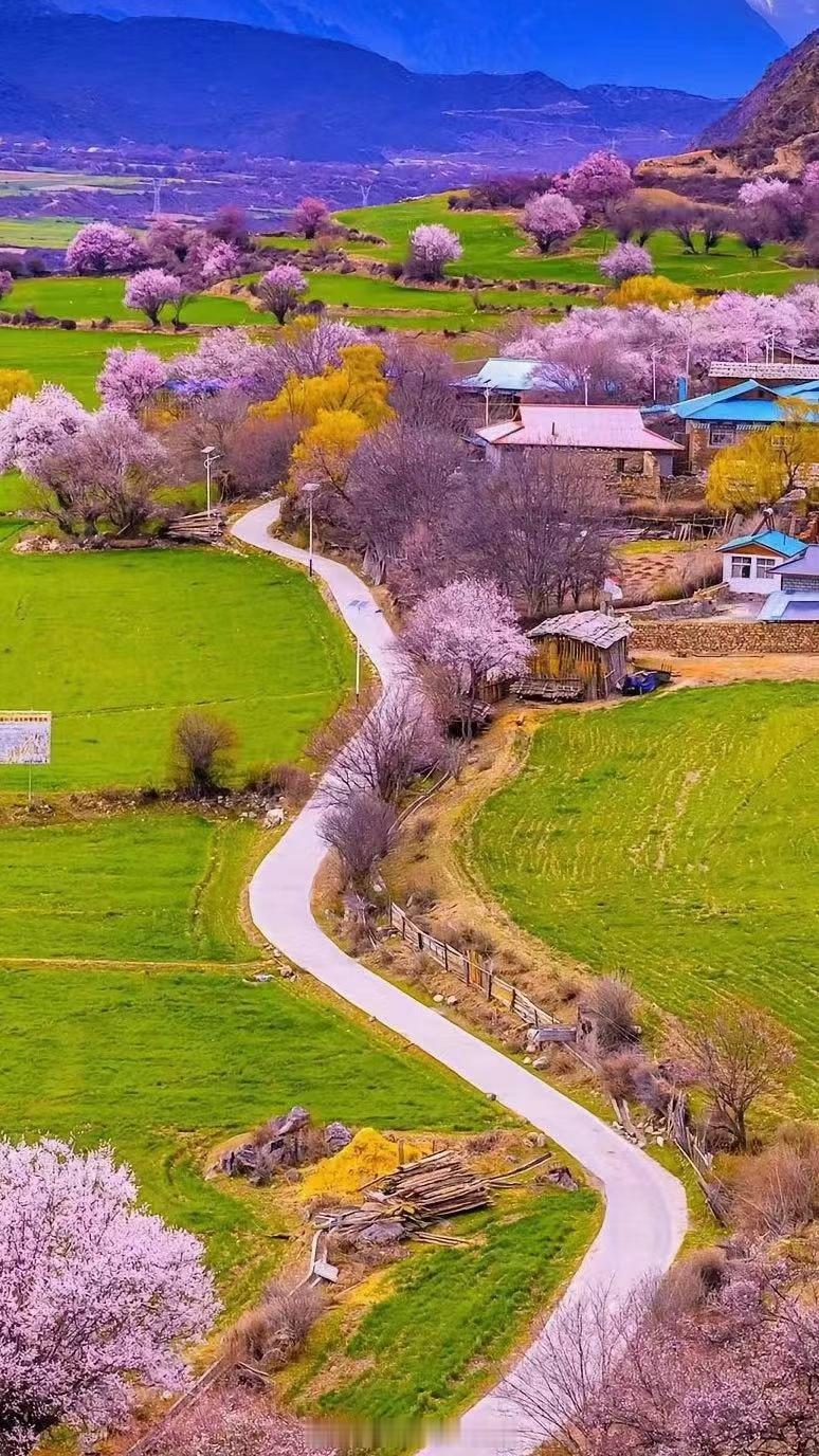 #西藏旅行#西藏林芝，这里有你的诗和远方，这里有你的浪漫与柔情，让我们一起在桃花