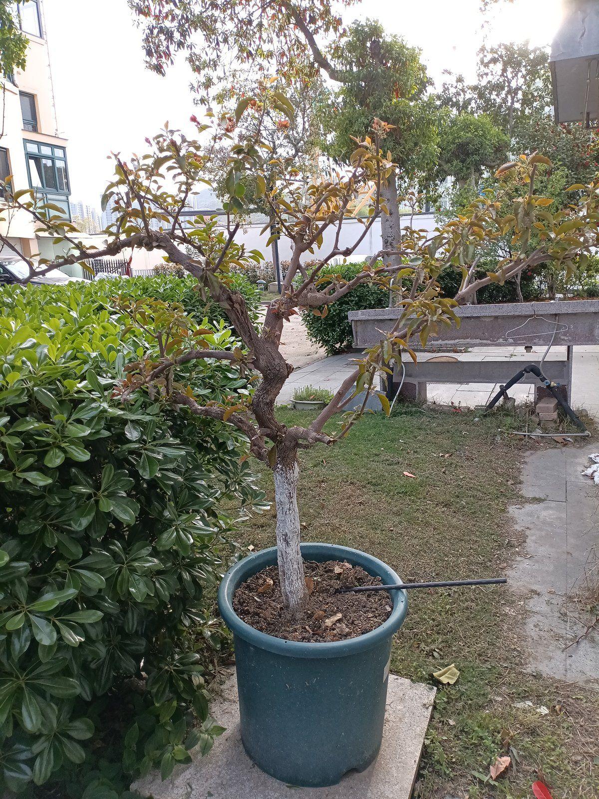 邻居搬家前，60块卖我一棵养了五六年的三角梅。
主干有四五公分粗，快一米高，花正