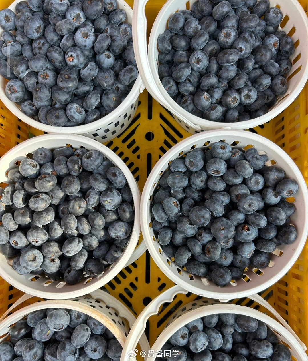 蓝莓价格大跳水了我农村老家那边，附近很多山地前几年都被老板承包种蓝莓了，然后周边