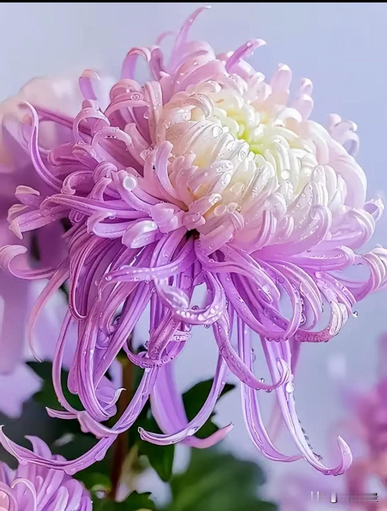 渐变紫菊清雅脱俗，柔粉菊瓣温润缱绻，丝丝卷曲的花瓣缀满剔透晨露，自带清冷又温柔的