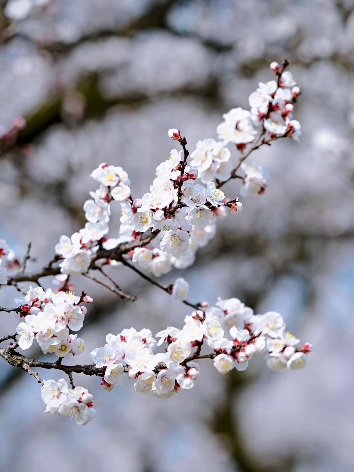 甘峪口村杏花最佳观赏点。家人们，谁懂啊！不用请假、不用远行，只要1.5小时，就能
