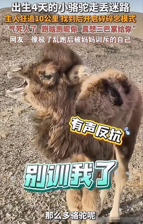 内蒙古一只刚出生4天的小骆驼，因为受到同伴排挤离家出走，主人找了一天走了10公里