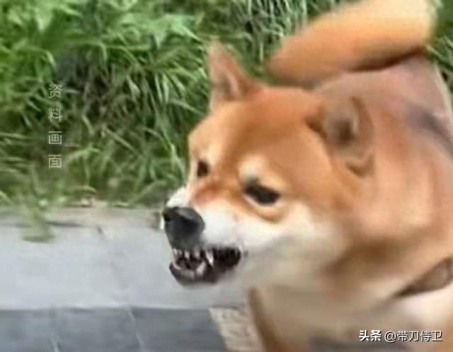 湖南男子被狗咬伤，为省钱隐瞒不打疫苗，一个多月后遗憾离世