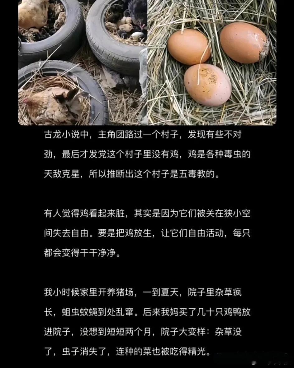 鸡窝里没有毒虫～～有道理的！ ​​​