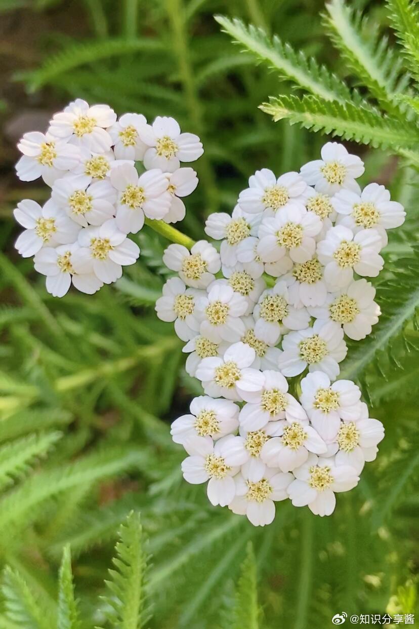 奇妙生物圈植物科普 蓍草-古人周易占卜的神草相传蓍草是古人进行周易占卜的用具，人