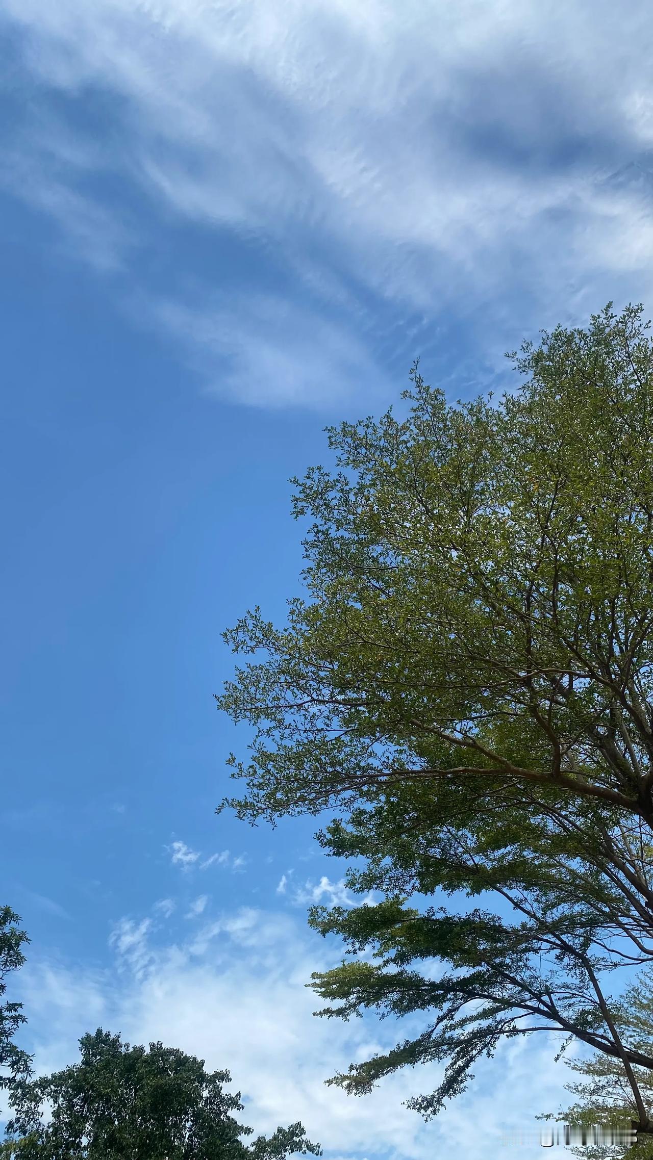 海口这阴雨绵绵，有些难受，大好的周末哪里都去不了，真是没劲。好想念海口晴朗的日子