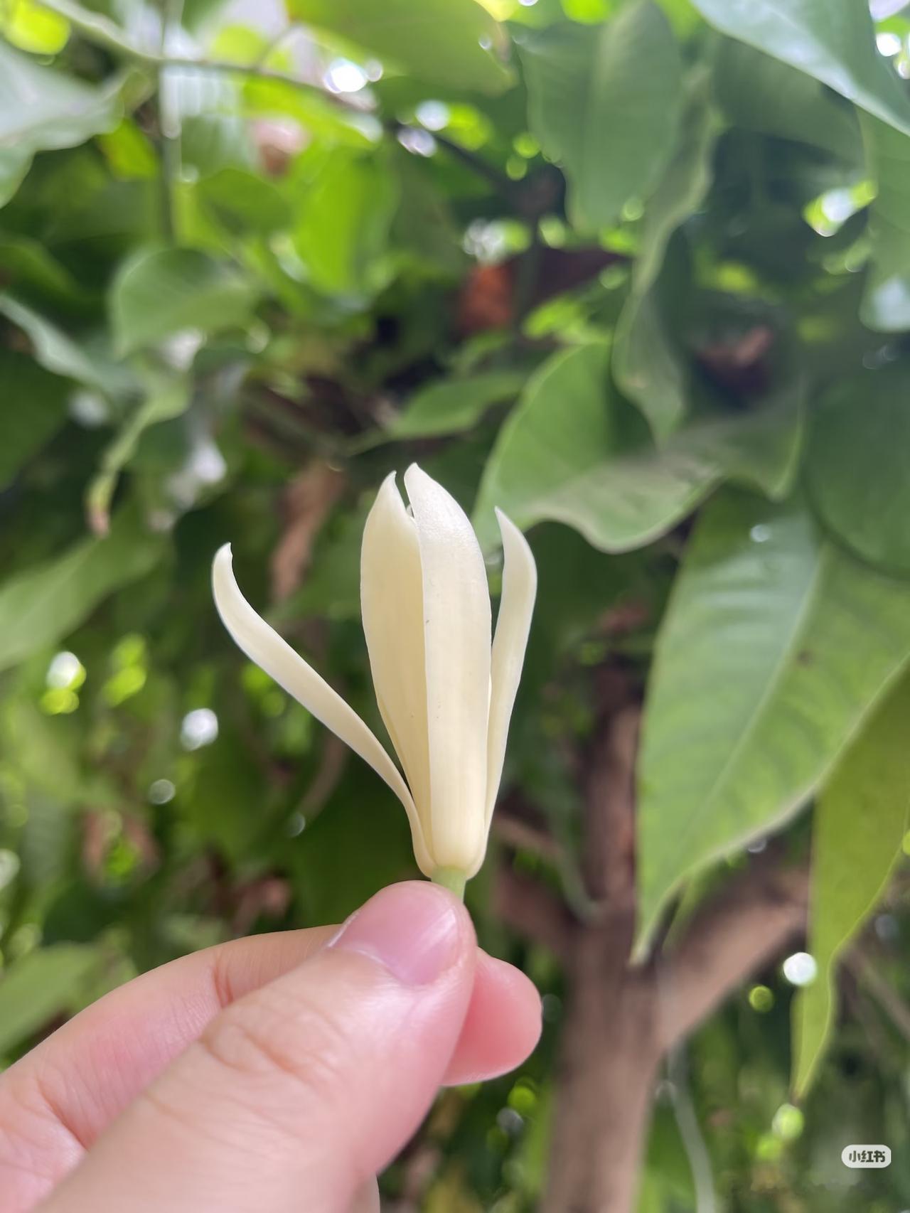 猜一猜！
朋友们：
请大家都来说说吧！

这花在你们那儿叫什么？